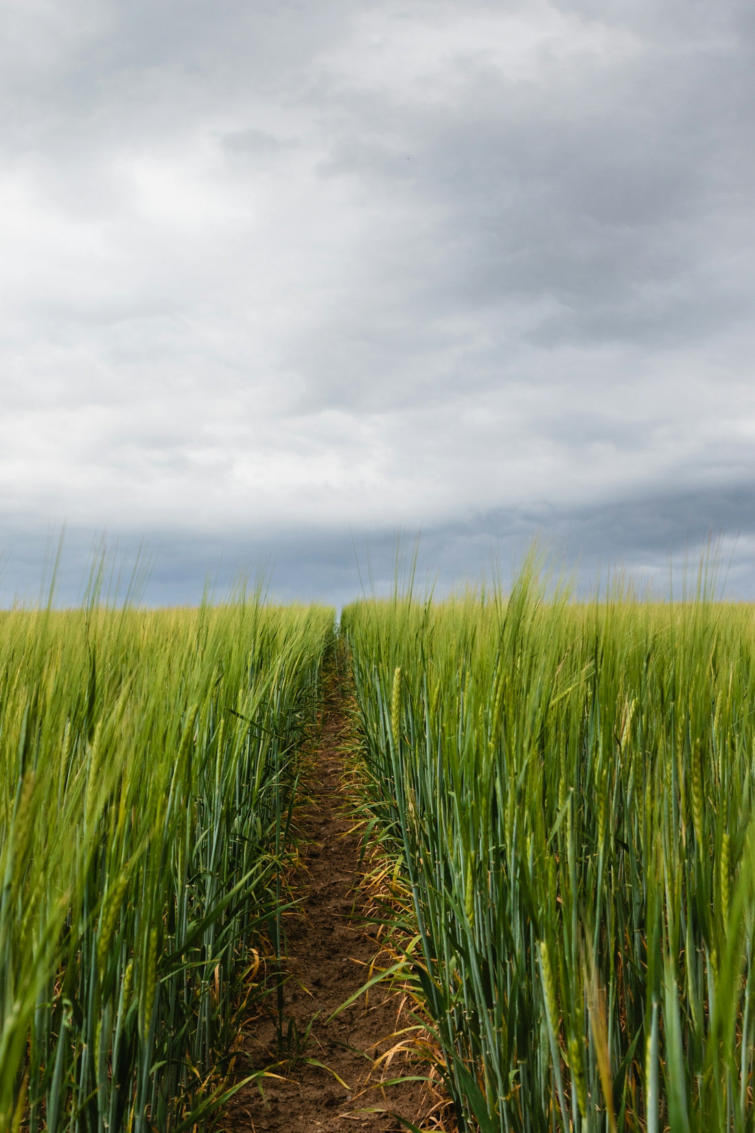 A narrow dirt path through a green wheat field