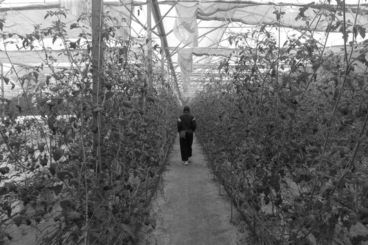 Person walking down a path in a greenhouse